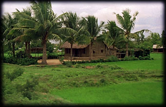 Rice Fields